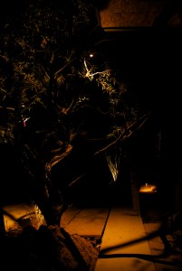 Photograph by Martha M. Bills