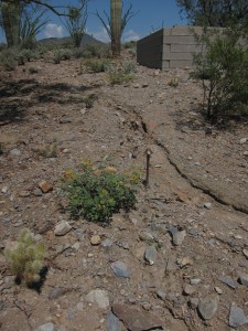 Photograph by David H. Bills