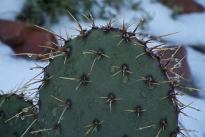 Photograph by Martha M. Bills