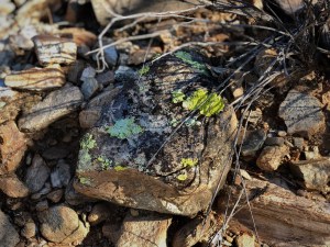 Photograph by Martha M. Bills