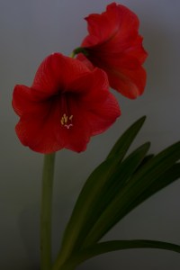 Photograph by Martha M. Bills