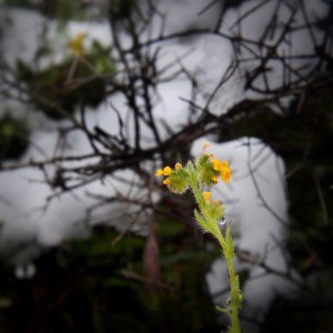 Photograph by Martha M. Bills